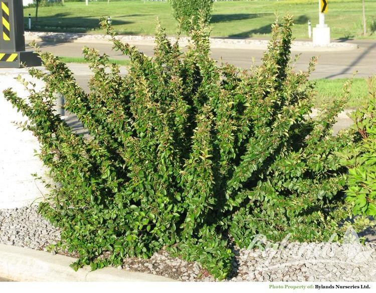 Cotoneaster lucidus Hedge Cotoneaster Cotoneaster lucidus Bylands Nurseries Ltd
