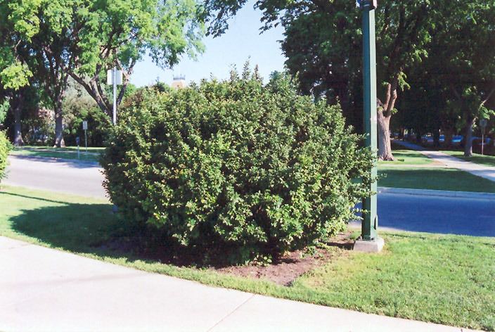 Cotoneaster lucidus Hedge Cotoneaster Cotoneaster lucidus in Minneapolis St Paul Twin