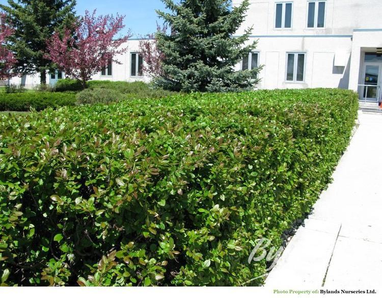 Cotoneaster lucidus Hedge Cotoneaster Cotoneaster lucidus Bylands Nurseries Ltd