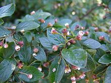 Cotoneaster lucidus httpsuploadwikimediaorgwikipediacommonsthu