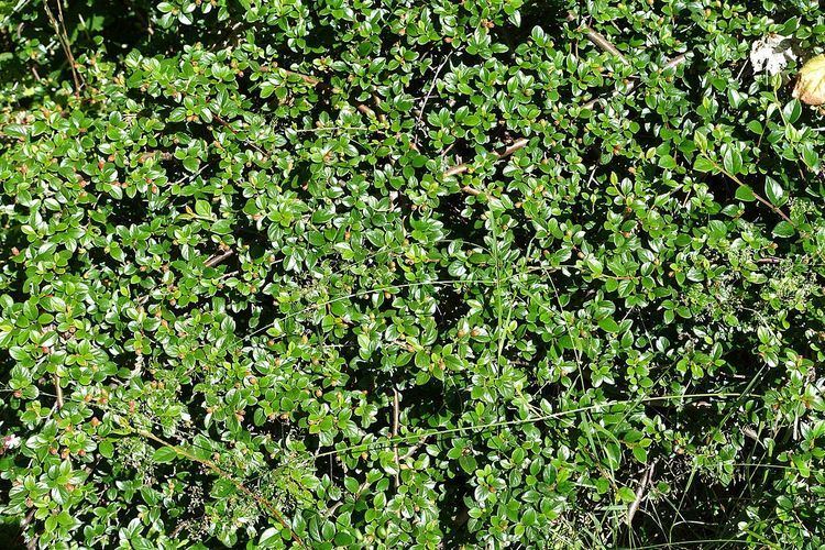 Cotoneaster nitidus