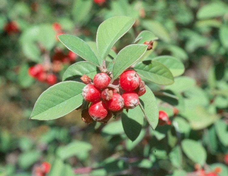 Cotoneaster pannosus FileCotoneaster pannosus HRMjpg Wikimedia Commons