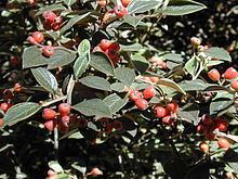 Cotoneaster pannosus httpsuploadwikimediaorgwikipediacommonsthu