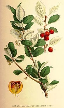 Cotoneaster scandinavicus httpsuploadwikimediaorgwikipediacommonsthu