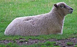 Cotswold sheep Cotswold sheep Wikipedia