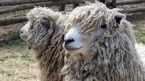 Cotswold sheep Sheep Ross Farm Museum