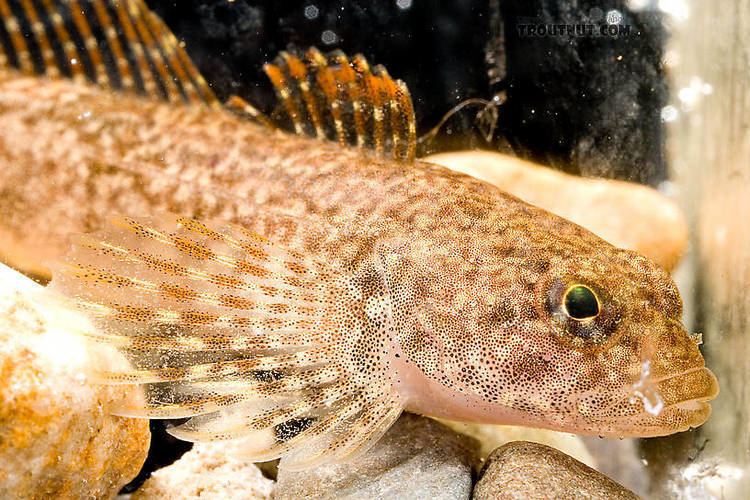 Cottidae Cottidae Sculpins Fish Adult