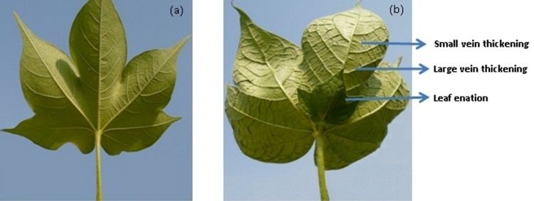 Cotton leaf curl virus Cotton Germplasm of Pakistan InTechOpen