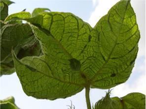 Cotton leaf curl virus Cotton leaf curl