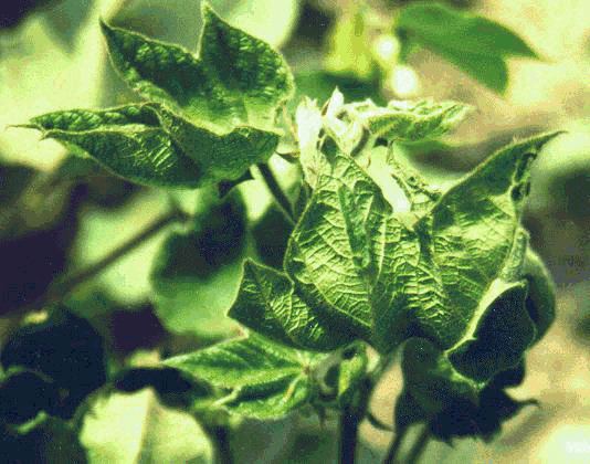 Cotton leaf curl virus ~ Everything You Need to Know with Photos | Videos