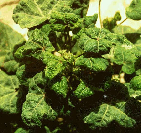 Cotton leaf curl virus ~ Everything You Need to Know with Photos | Videos