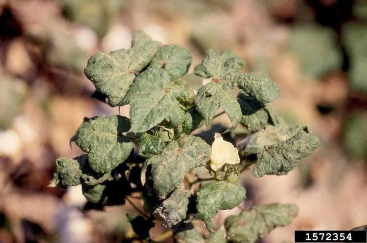 Cotton leaf curl virus Cotton Leaf Curl Virus Begomovirus CLCuV on cotton Gossypium