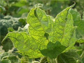 Cotton leaf curl virus Cotton leaf curl