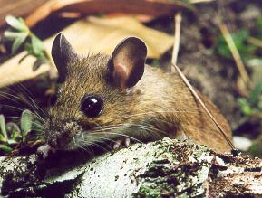 Cotton mouse Species Sheet Mammals39Planet