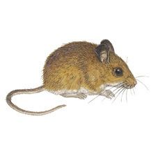 Cotton mouse North American Mammals Peromyscus gossypinus Image Information