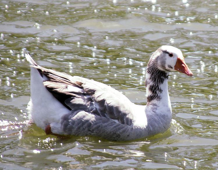 Cotton Patch goose Cotton Patch Goose Choctaw Goose