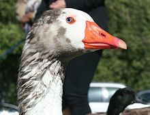 Cotton Patch goose httpsuploadwikimediaorgwikipediacommonsthu