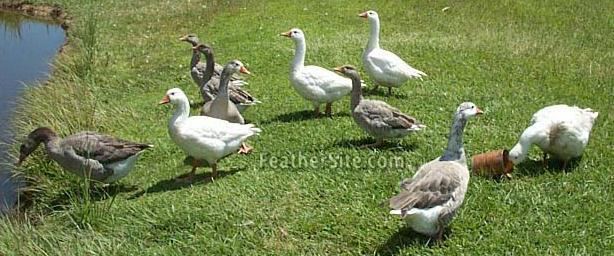 Cotton Patch goose Cotton Patch Geese