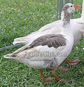 Cotton Patch goose Cotton Patch Geese