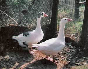 Cotton Patch goose Cotton Patch Geese How I Rescued These Historic Weeder Geese