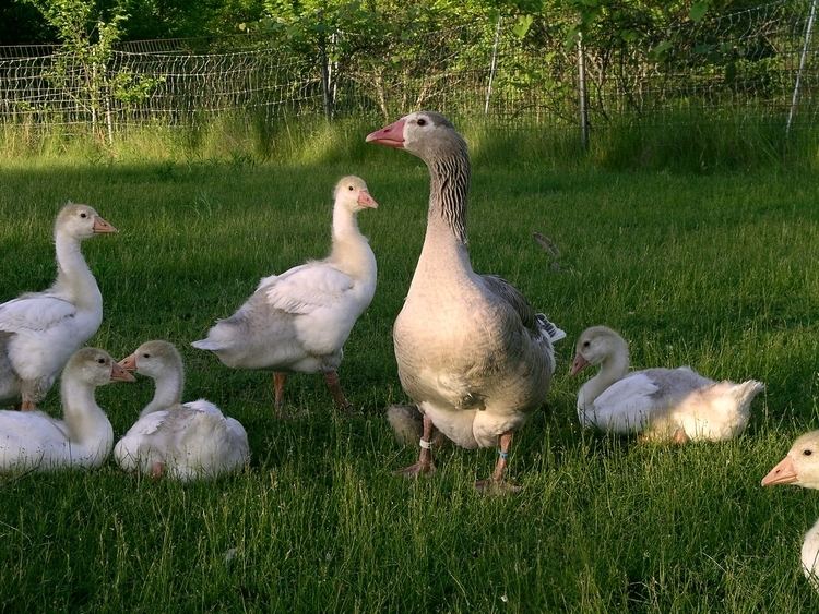 Cotton Patch goose The Cotton Patch Goose Society Dedicated to Preserving America39s