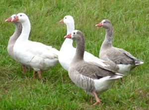 Cotton Patch goose The Livestock Conservancy