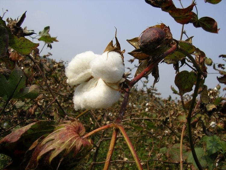 Cotton production in China