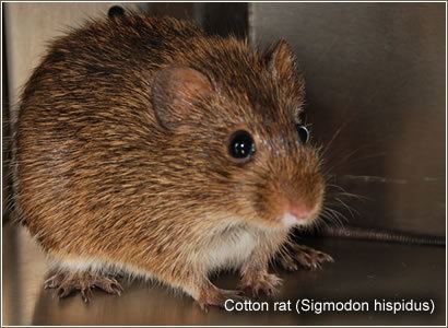 Cotton rat Cotton Rats as Animal Model for Infectious Diseases College of