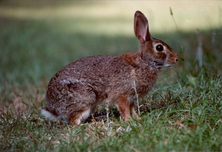 Cottontail rabbit wwwfloridanatureorgphotosSylvilagusfloridanus