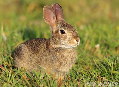 Cottontail rabbit DEEP Cottontail Fact Sheet