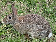 Cottontail rabbit Cottontail rabbit Wikipedia