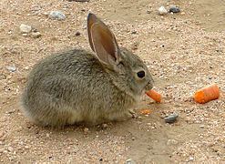 Cottontail rabbit Cottontail rabbit Wikipedia