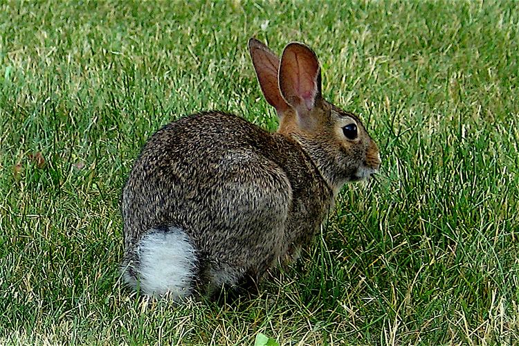 Cottontail rabbit All about the Eastern Cottontail Rabbit Welcome Wildlife