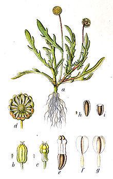 Cotula coronopifolia httpsuploadwikimediaorgwikipediacommonsthu