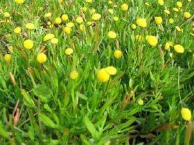 Cotula coronopifolia Cotula coronopifolia New Zealand Plant Conservation Network