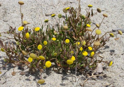 Cotula coronopifolia Brassbuttons Cotula coronopifolia