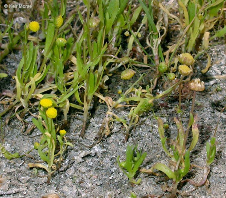 Cotula coronopifolia Cotula coronopifolia common brassbuttons Go Botany