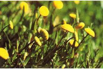 Cotula coronopifolia Plants Profile for Cotula coronopifolia common brassbuttons