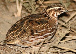 Coturnix Coturnix Discover Life