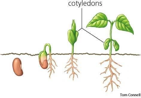 Cotyledon Cotyledon dictionary definition cotyledon defined