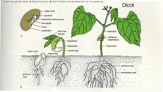 Cotyledon Plant Organization