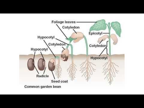 Cotyledon Difference Between Cotyledon and Endosperm YouTube