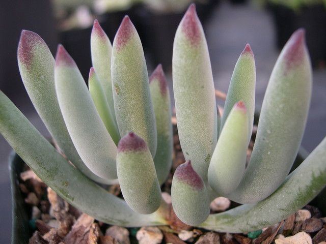Cotyledon (genus) 1000 images about Succulents Cotyledon on Pinterest Bear claws