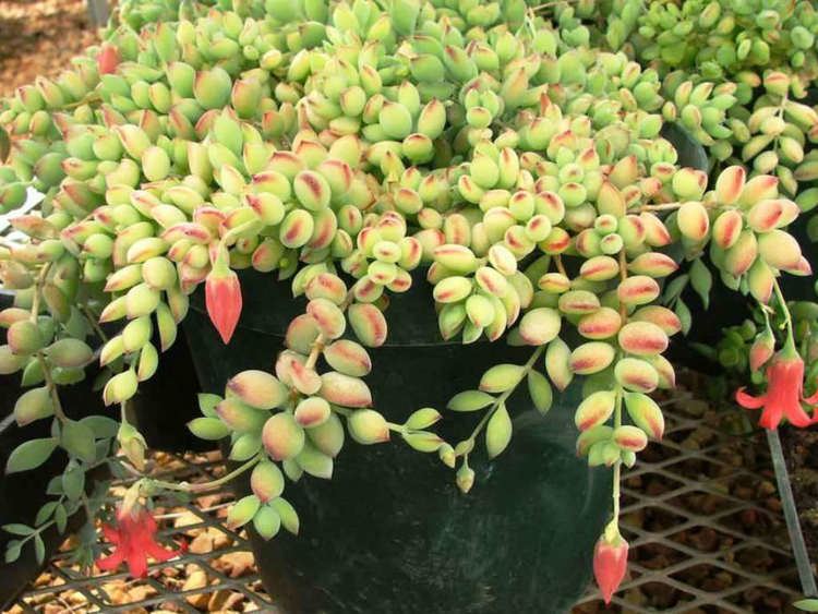 Cotyledon (genus) How to Grow and Care for Cotyledon World of Succulents