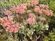 Cotyledon orbiculata Cotyledon orbiculata Wikipedia