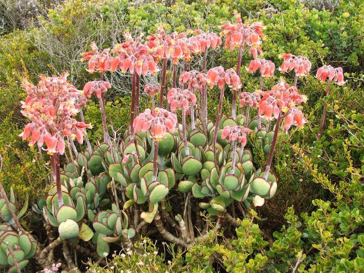 Cotyledon orbiculata Cotyledon orbiculata Pig39s Ear White Lady World of Succulents