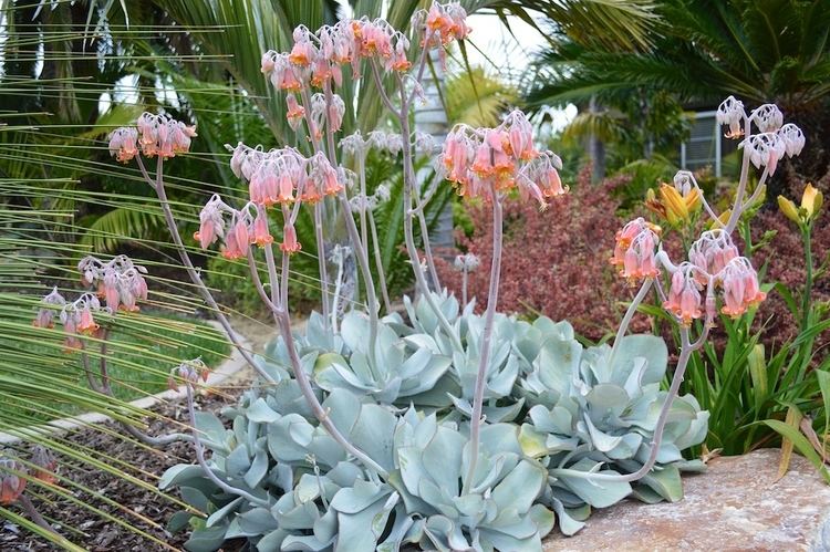 Cotyledon orbiculata Cotyledon orbiculata in flower