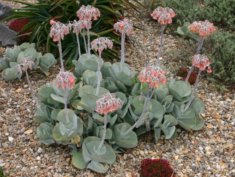 Cotyledon orbiculata Cotyledon orbiculata Pig39s Ear White Lady World of Succulents