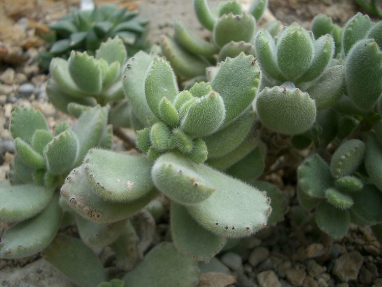 Cotyledon tomentosa Cotyledon tomentosa Wikiwand