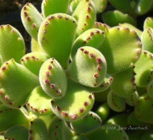 Cotyledon tomentosa Bear Paw Cotyledon Tomentosa Gardening and Plants Pinterest